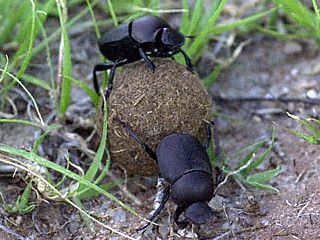 Beetles forced to eat excrement to survive